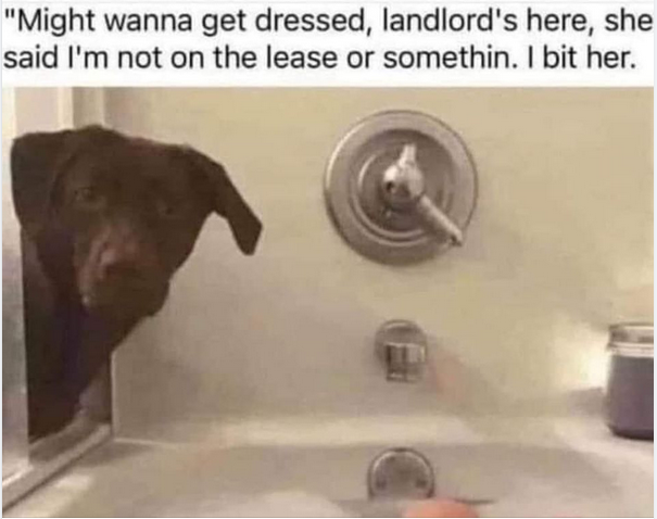 Funny Picture Thread [16]-landlord.png